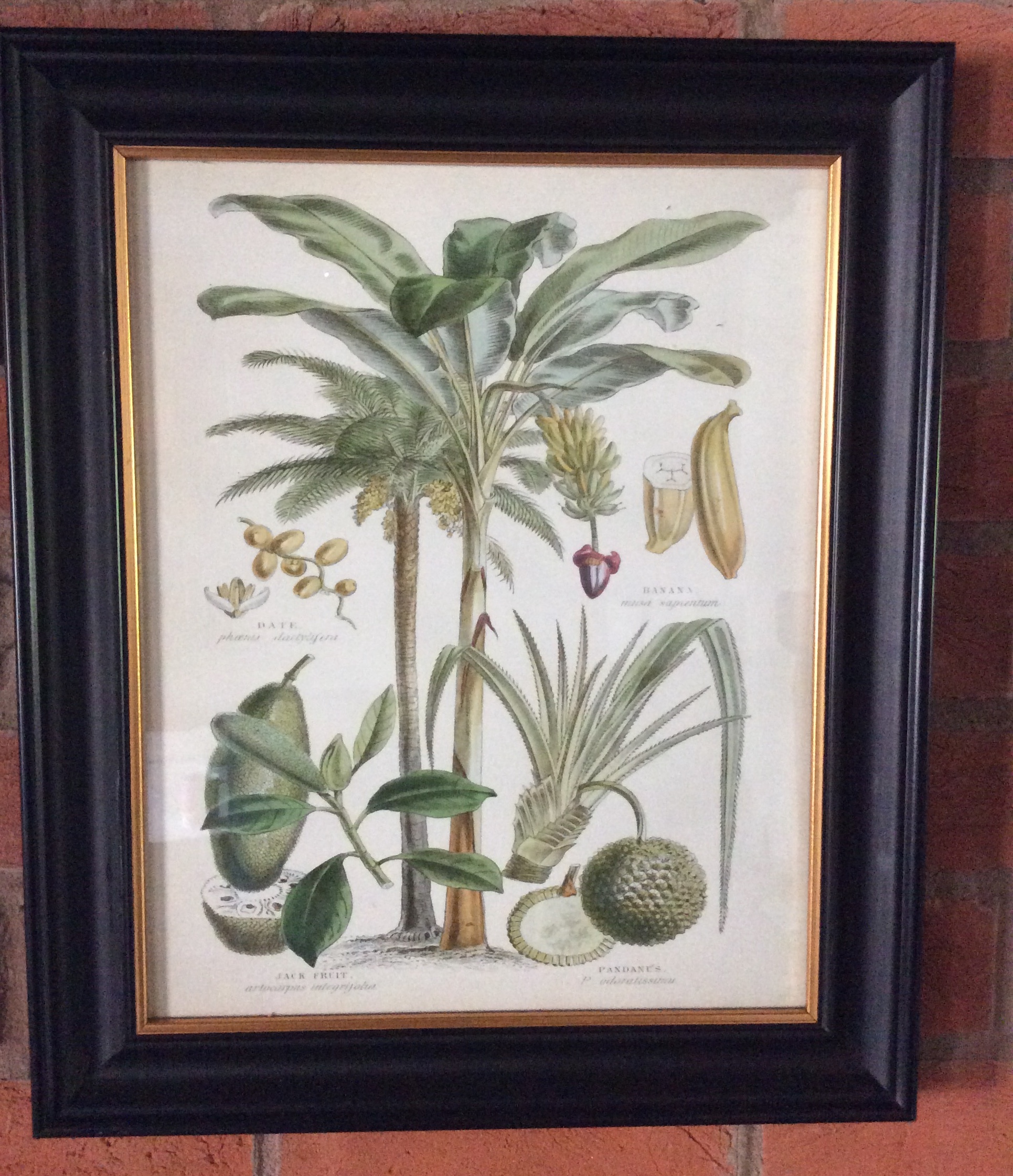 Botanical Art Framed Print 1