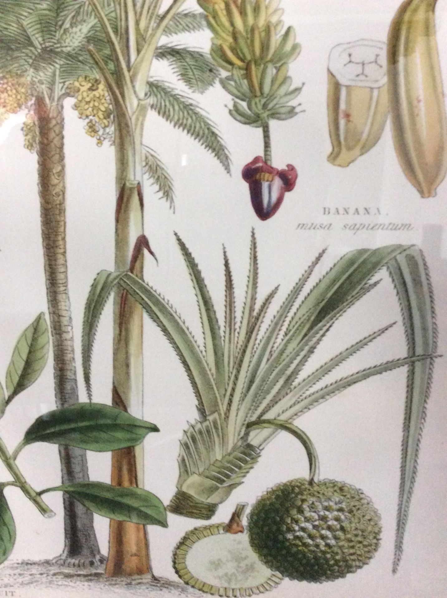 Botanical Art Framed Print 1 - Image 3 of 7