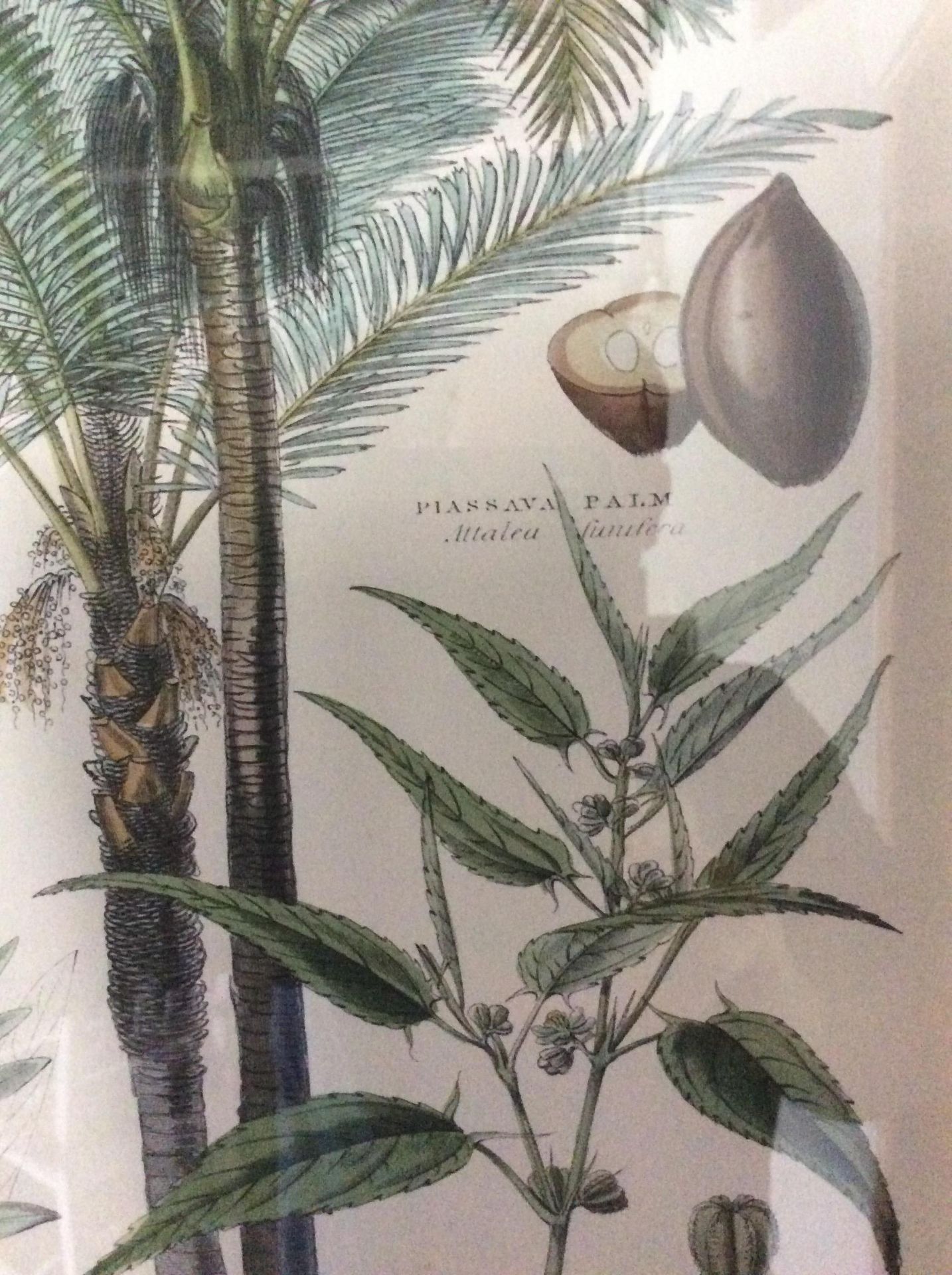 Botanical Art Framed Print 2 - Image 4 of 5