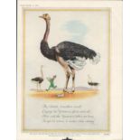 1952 Guinness Advertisement Print "The Ostrich" G.E. 1832.C
