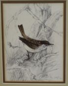 Original Bird Drawing by Margaret Oakes