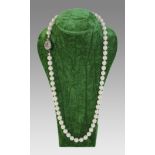 Akoya Pearl Necklace with 19th c. Sapphire Set Clasp