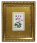 Royal Worcester Cyclamen Porcelain Plaque Set in Gilt Frame