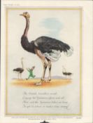 1952 Guinness Advertisement Print "The Ostrich" G.E. 1832.C