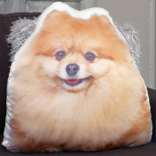 Adorable Cushions - Pomeranian Height 48cm x Width 46cm
