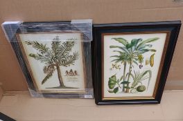 2 Pictures Fruitful Palm 1 & 2