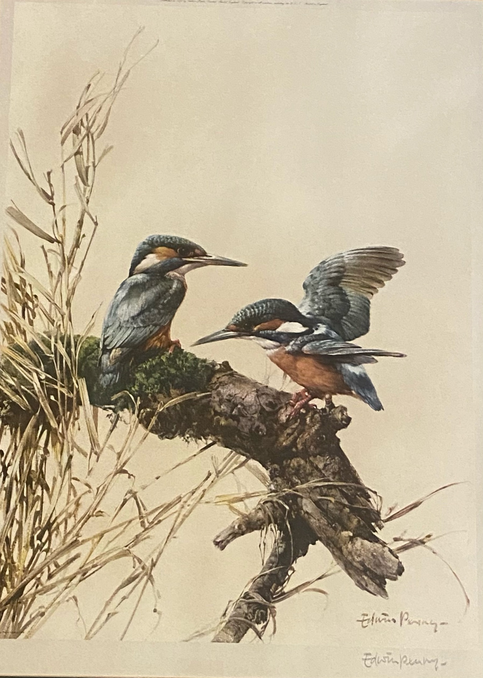 Edwin Penny Large pencil signed print "Kingfishers"