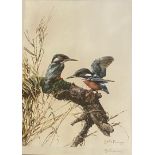 Edwin Penny Large pencil signed print "Kingfishers"