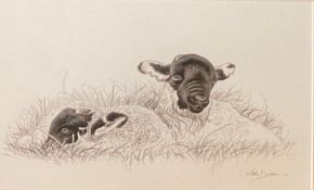 Keith Brockie (Scottish) bn 1955 Original ink drawing "Sheep"