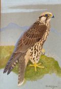 Ralston Gudgeon R.S.W 1910- 1984 signed watercolour Sangar Falcon