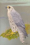Ralston Gudgeon R.S.W 1910- 1984 unframed watercolour depicting a Gyr Falcon