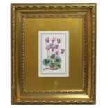 Royal Worcester Cyclamen Porcelain Plaque Set in Gilt Frame