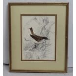 Original Bird Drawing by Margaret Oakes