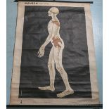 Skelett-Tafeln der Wirbeltiere u. des Menschen, Nr. 7 "Mensch / Homo sapience"