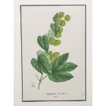 Saint-Hilaire, Jaume (1772 - 1845), "Houblon Cultivé" aus "Plantes de la France"