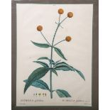 Redoute, P. J. (1759 - 1840), "Buddlea globiflora"