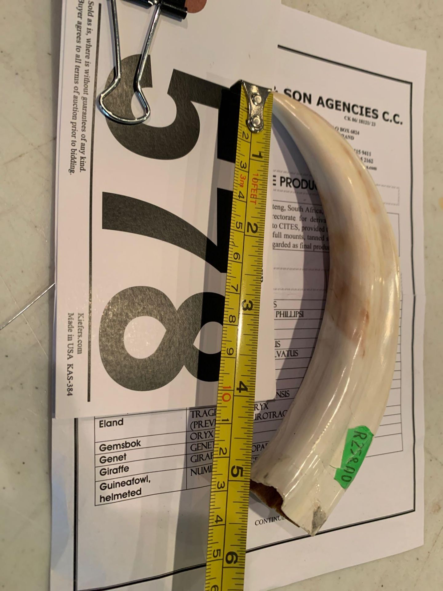 Warthog Tusk with Import Receipt - Approx 6" Long - Image 2 of 3