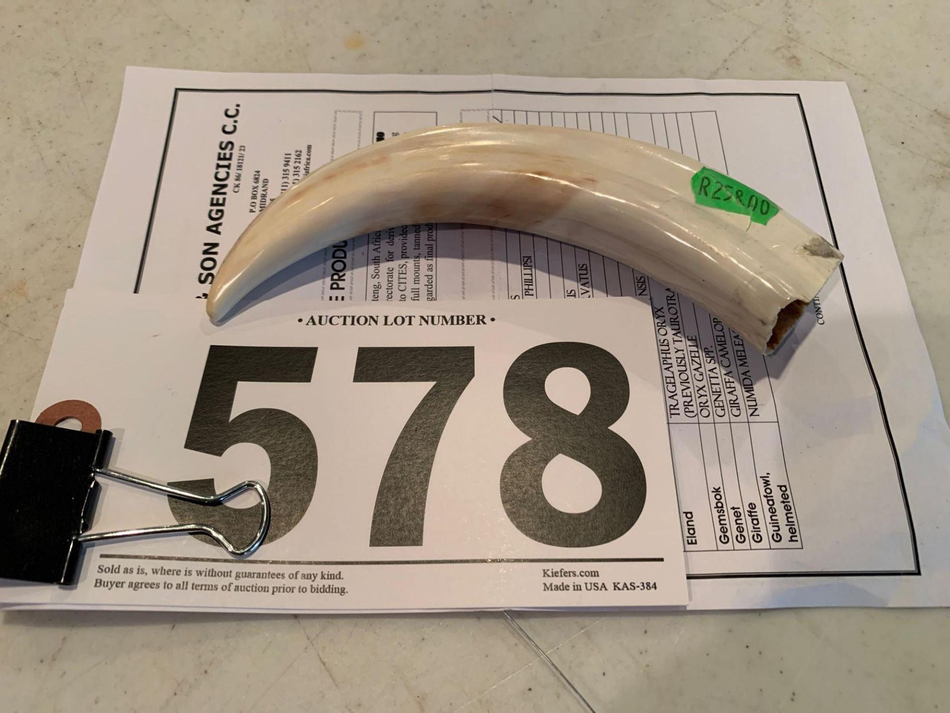 Warthog Tusk with Import Receipt - Approx 6" Long