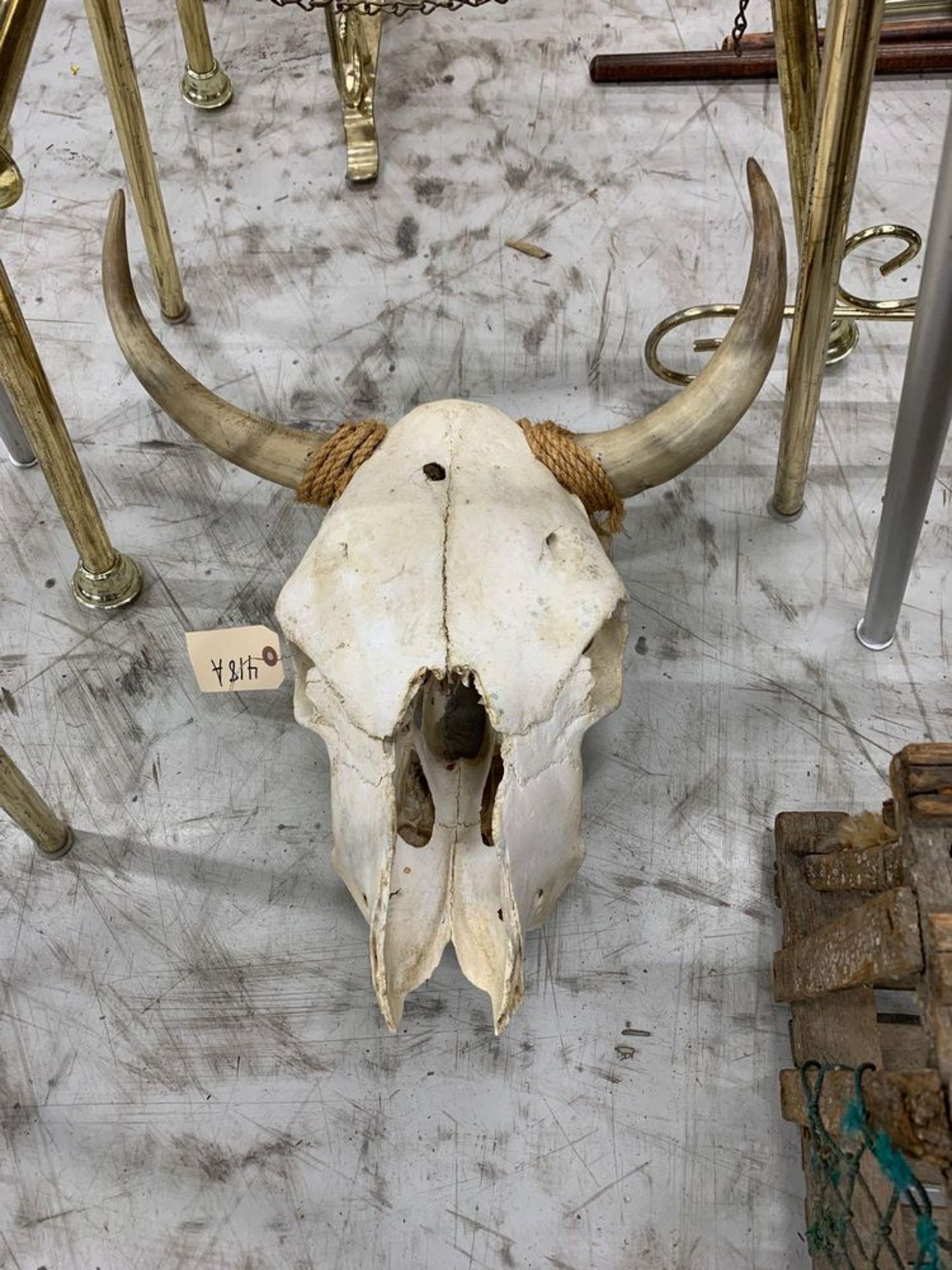 Cow Skull