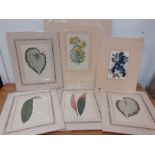 A set of six antique botany prints, four of them after 'Beautiful Leaved Plants' by E.J. Lowe and W.