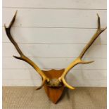 A Mounted set of antlers