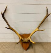 A Mounted set of antlers