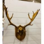 A Mounted set of antlers