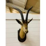 A 1920's taxidermy head of a Impala