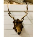 A Taxidermy Mounted Deer Head with antlers