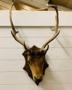 A Taxidermy Mounted Deer Head with antlers