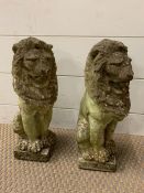 A pair of stone lions (H37cm)