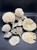 A selection of coral including sand dollars and brain coral