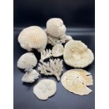 A selection of coral including sand dollars and brain coral