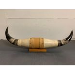 A mounted set of Steer horns (H18cm W57cm)