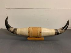 A mounted set of Steer horns (H18cm W57cm)