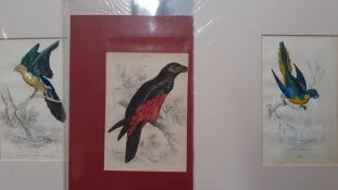 A group of three hand coloured prints from 'The Naturalist's Library', (15x9 cm). (3)