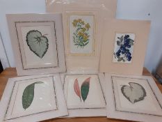 A set of six antique botany prints, four of them after 'Beautiful Leaved Plants' by E.J. Lowe and W.