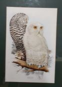 A print after E.Lear, "Snowy Owl", framed and glazed, (54x36 cm)