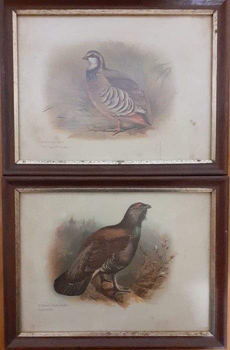 A pair of prints depicting birds, framed and glazed (16.5x22.5 cm). (2)