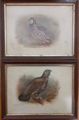A pair of prints depicting birds, framed and glazed (16.5x22.5 cm). (2)