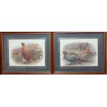 A pair of prints depicting pheasants (14x19 cm). (2)