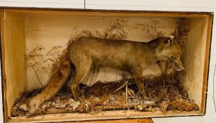 A taxidermy fox (H58CM W107cm D32cm)