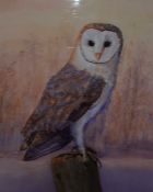 A Barn owl, watercolour signed: 'sawhite', framed and glazed, (40x30 cm).