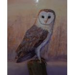 A Barn owl, watercolour signed: 'sawhite', framed and glazed, (40x30 cm).