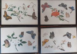 A group of four Chinese paintings on butterflies, framed and glazed, (18.5x26.5 cm). (4)