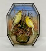 Taxidermy Birds in a glass case