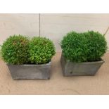 A Pair of faux zinc planters with real topiary balls (H 38 cm x W 54 cm x D 38 cm)