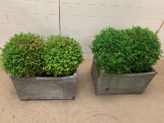 A Pair of faux zinc planters with real topiary balls (H 38 cm x W 54 cm x D 38 cm)