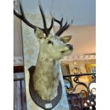 Taxidermy: A Mounted Stags Head