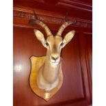 Taxidermy: A mounted Impala